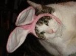 Porky Bunny 1.JPG