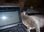 Blue yawn.jpg