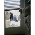 Boomer and squirrel.jpg