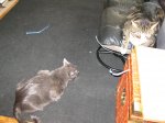 IMG_1570.JPG