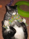 Tiger-FD-16-LifeIsGood-Web.jpg