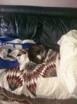 Ms. Kitty 5-16-2010 RIP.jpg