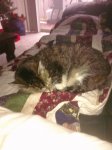 Capri sleeping.jpg