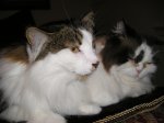Duke and chewie post.jpg