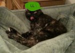 vesta.jpg