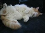 sleepy_zoe.jpg