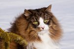 hagrid2.jpg
