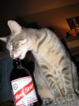 beer-cat-14.jpg