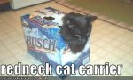 catcarrier.jpg
