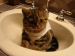 kitties 2 156.jpg