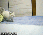 clones!!.gif