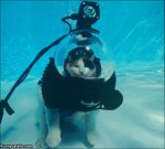 The_Scuba_Cat.jpg