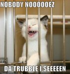 funny-pictures-nobody-knows-the-trouble-kitten-has-seen.jpg