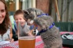beer-cat-22.jpg