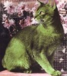green kitty 2.jpg