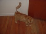 The Fosters  2009 014.jpg