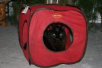 Blackie in Cube.jpg
