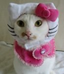 hello kitty.jpg
