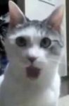 shocked kitty.jpg