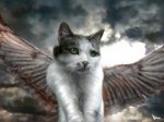 angel cat.jpg