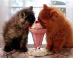 cats-eating-icecream-2.jpg