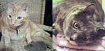 joey+moe.png