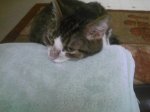 MURPHY 07 2010.jpg