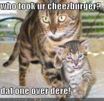 funny-pictures-kitten-explains-who-took-your-cheeseburger.jpg