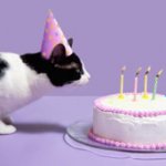 cats_birthday.jpg