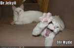 funny-pictures-dr-jekyll-and-mr-hyde-as-cats.jpg