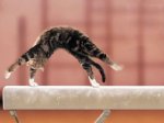 catnastics-543.jpg