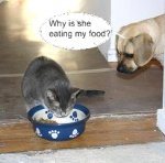 do-cats-refuse-dog-food-21101969.jpg