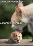 1d5c6_funny-pictures-cat-is-basting-hamster.jpg