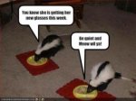 funny-pictures-your-cats-are-really-skunks.jpg