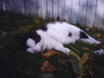 spencebackyard2.gif