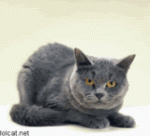 where has she been.gif