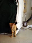 Feeding cage.jpg
