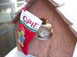 opiexmas.jpeg