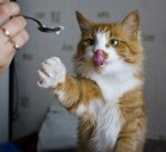 Funny-Cat-2.jpg