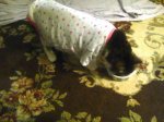 MURPHY IN HER ONESY.jpg