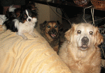 Los Tres Amigos.gif