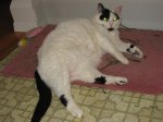 polly on rug.jpg