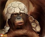 monkey-soccer-helmet.jpg