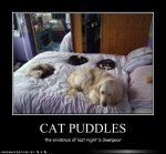 cat puddles.jpg