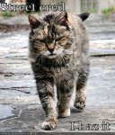 funny-pictures-this-cat-has-street-cred.jpg