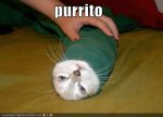 purrito.jpg