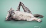yoga-cats-00[1].jpg