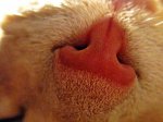 max_nose.jpg