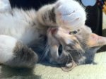 isabelle_2_11_1.jpg