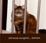 Jail-Break-Tonight.jpg